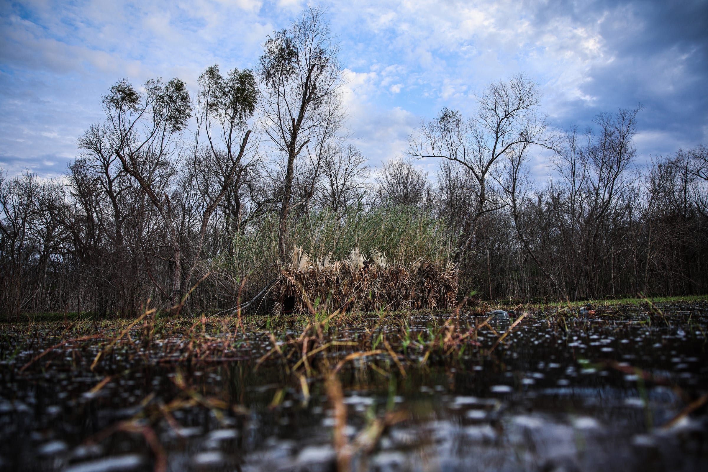 Shallow water with dead standing timber and bare winter trees