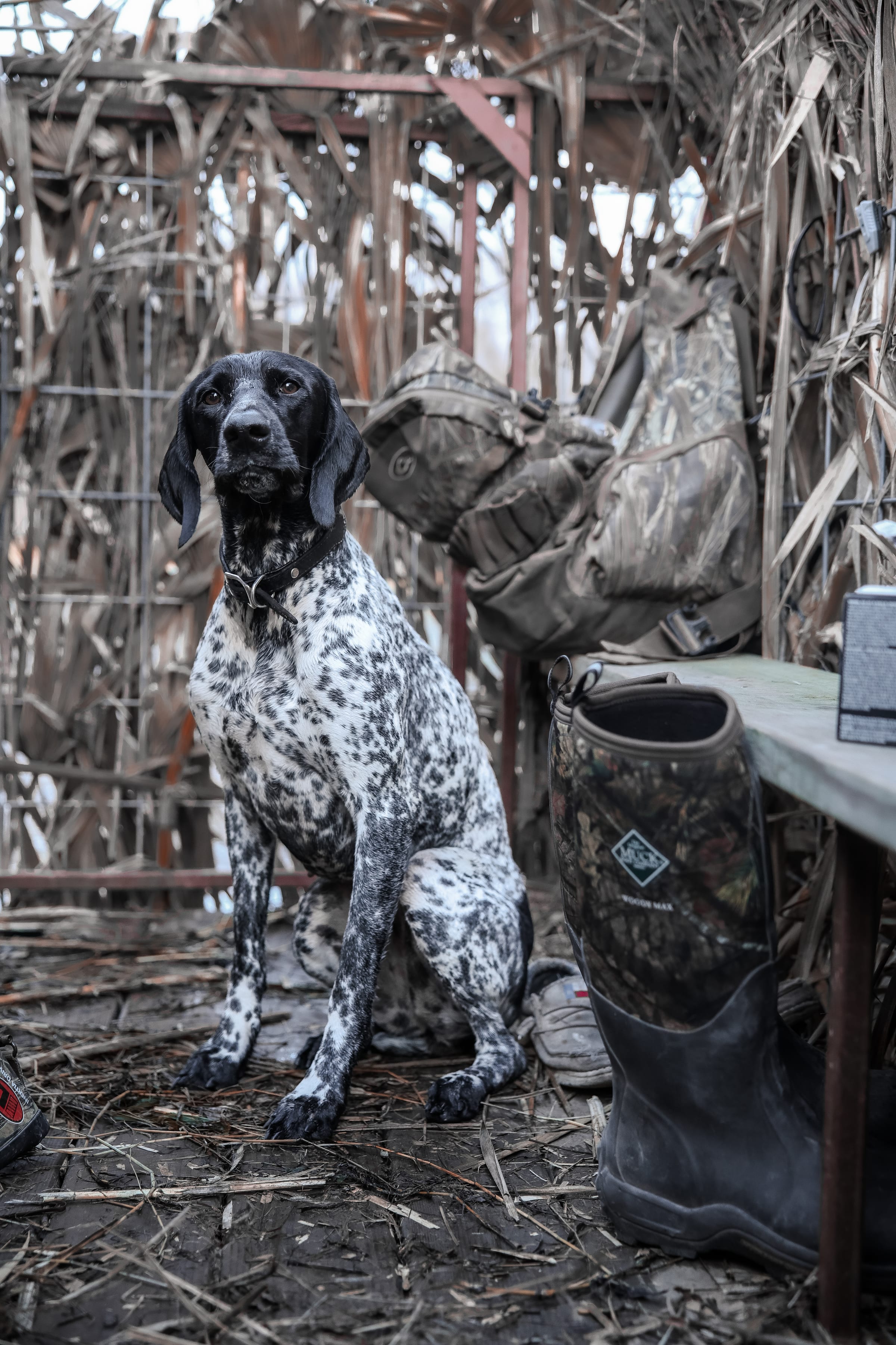 Black and white pointer dog sitting in front of duck blind entrance