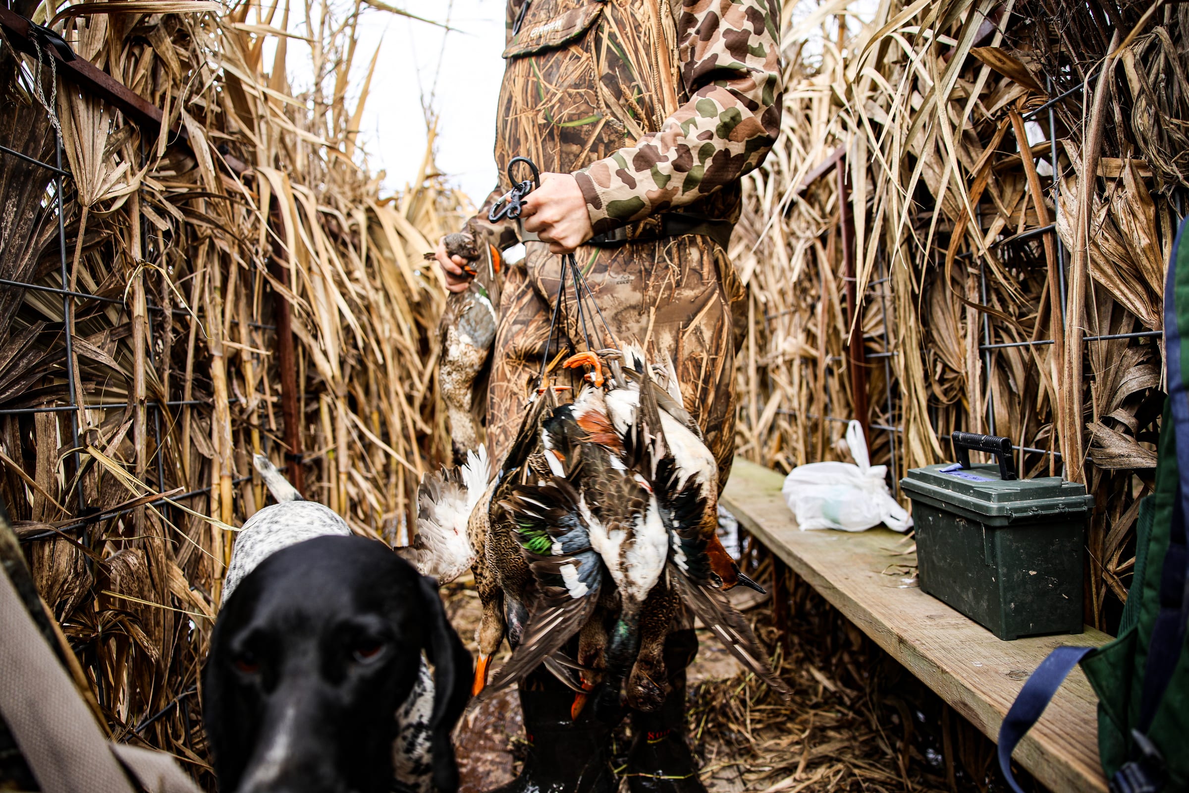 Hunting dog in duck blind holding teal duck strapped to harness