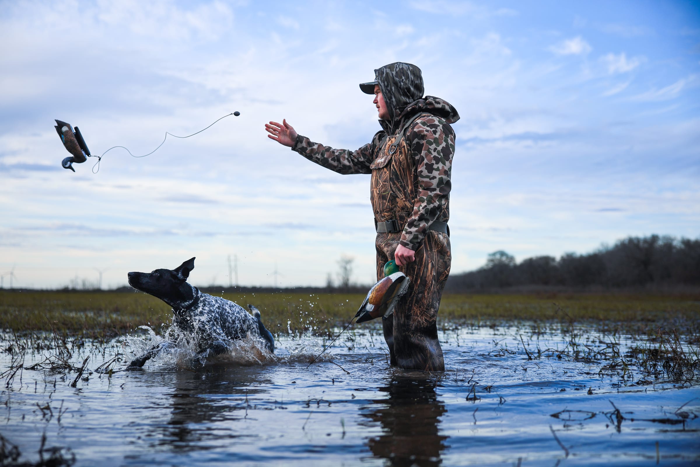 Hunting dog leaping in flooded water with duck decoy, morning light