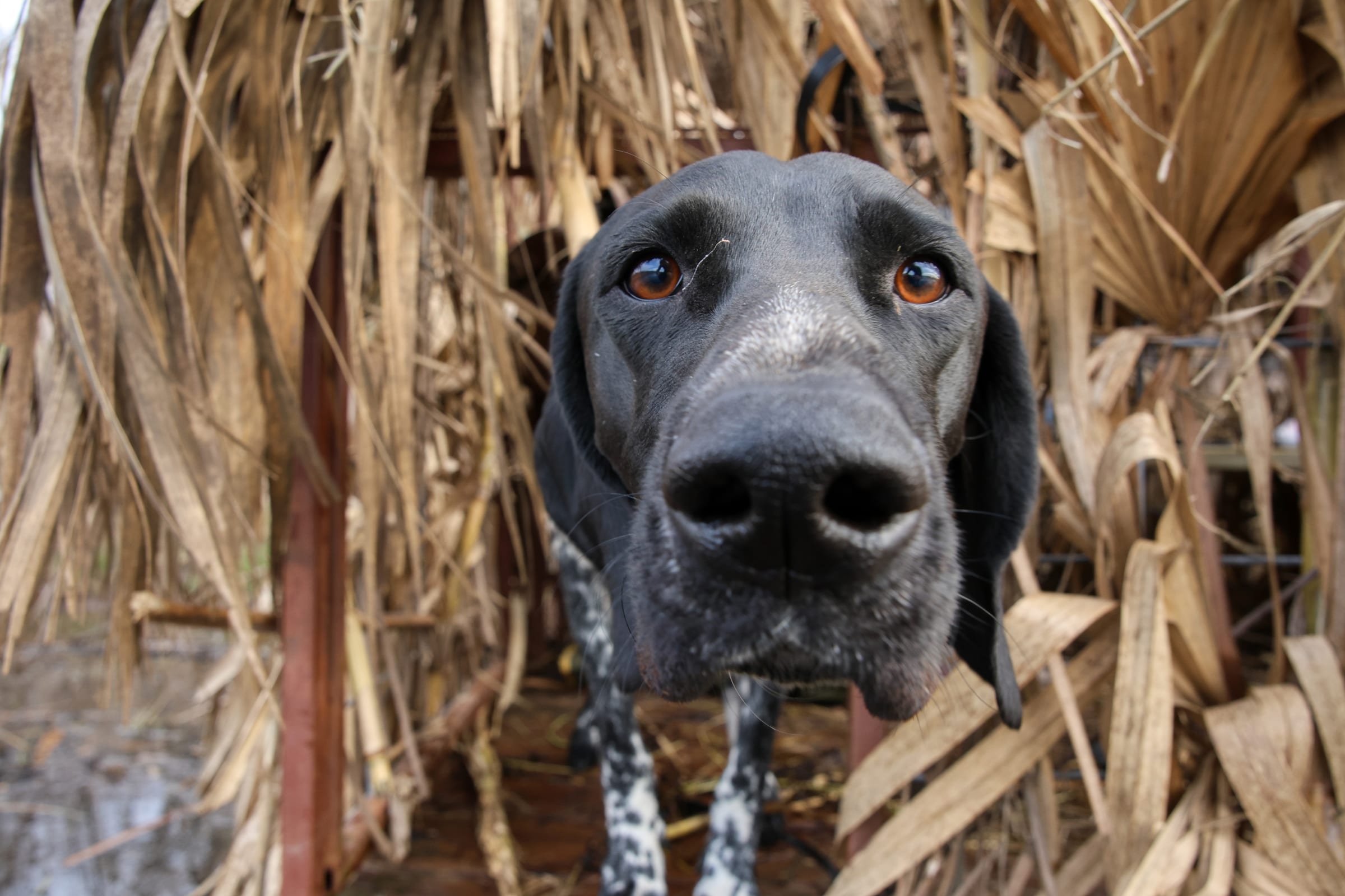 Close-up of dark hunting dog's face in duck blind with corn stalks