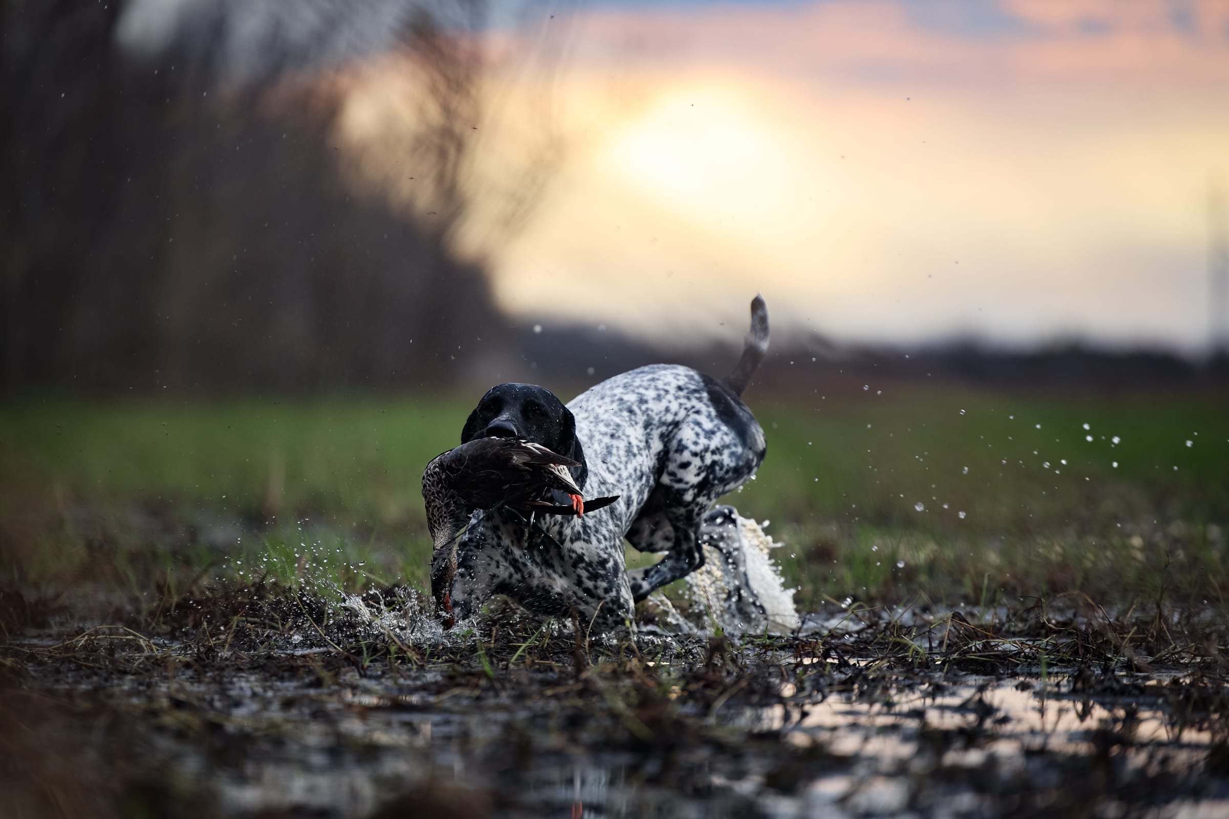 Hunting dog retrieving in water at sunrise