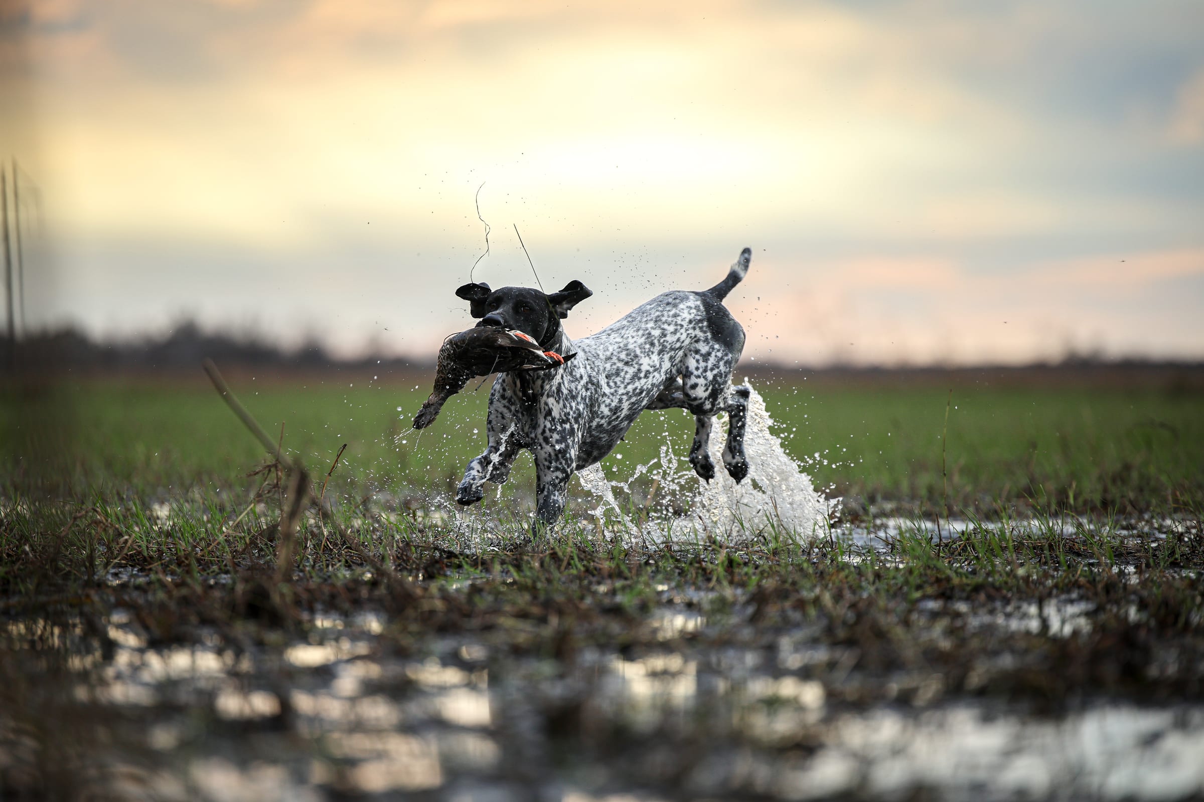 Hunting dog retrieving in water at sunset with golden light