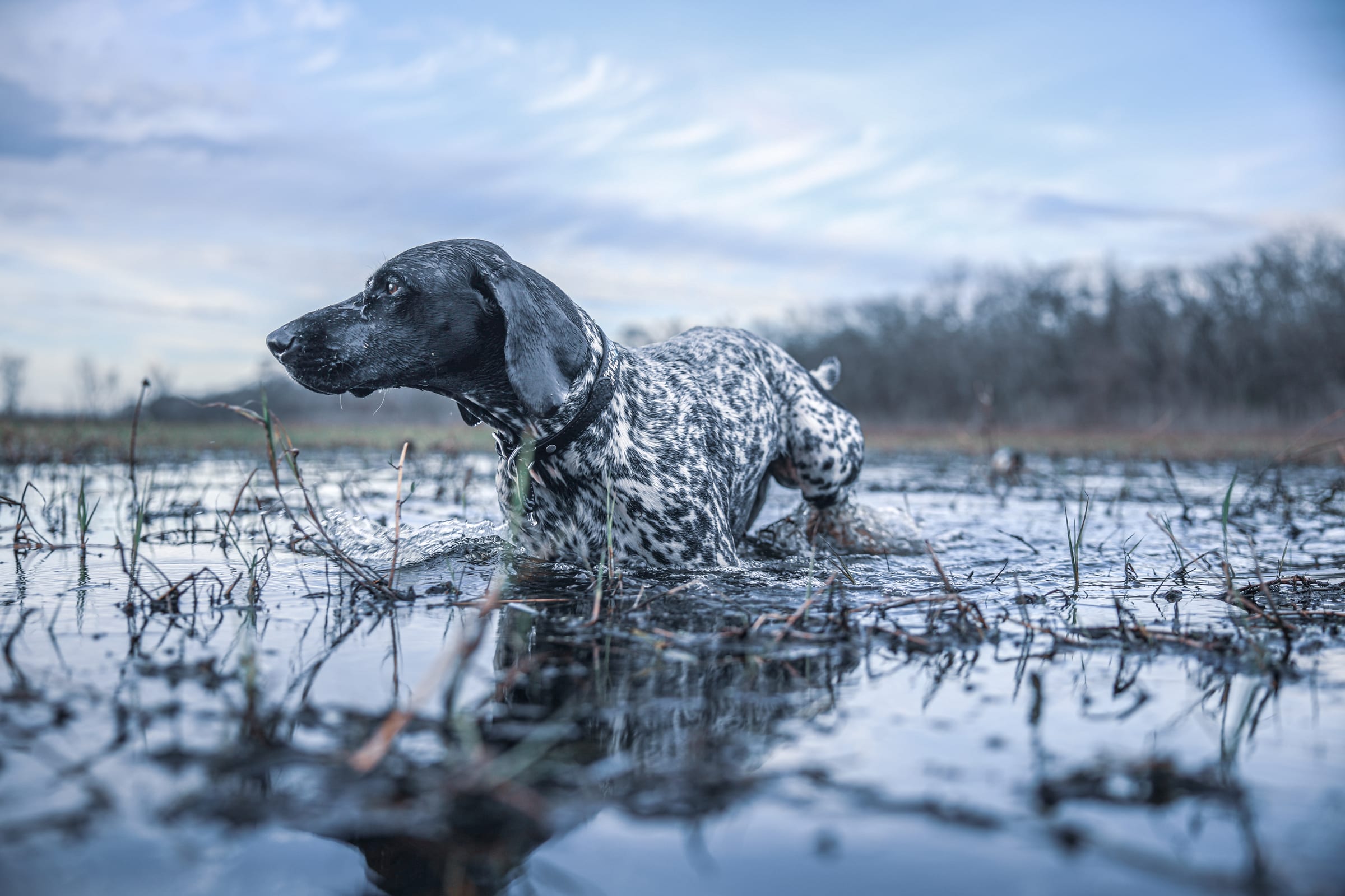 Black and white pointer wading in flooded field, profile view