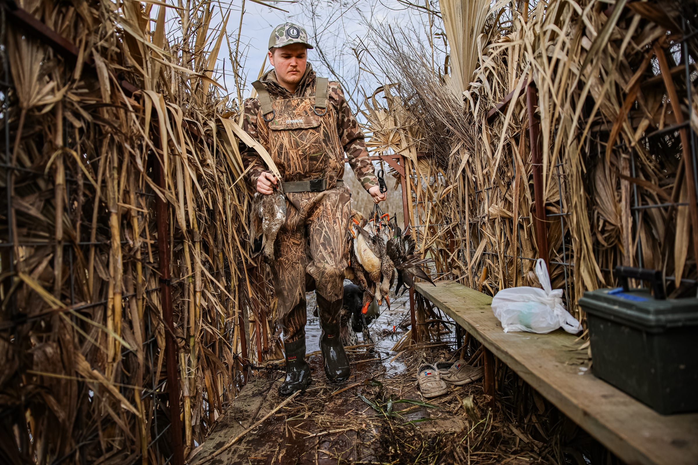 Person walking through rice field corridor with hunting dog