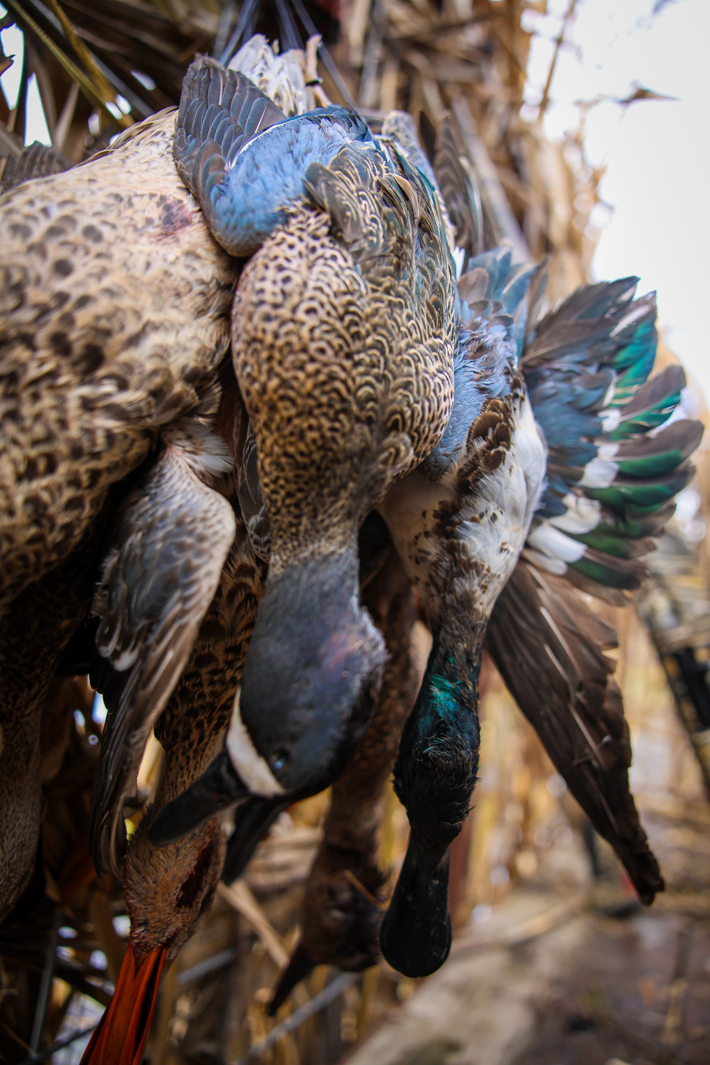 Close-up of teal ducks showing blue and green plumage