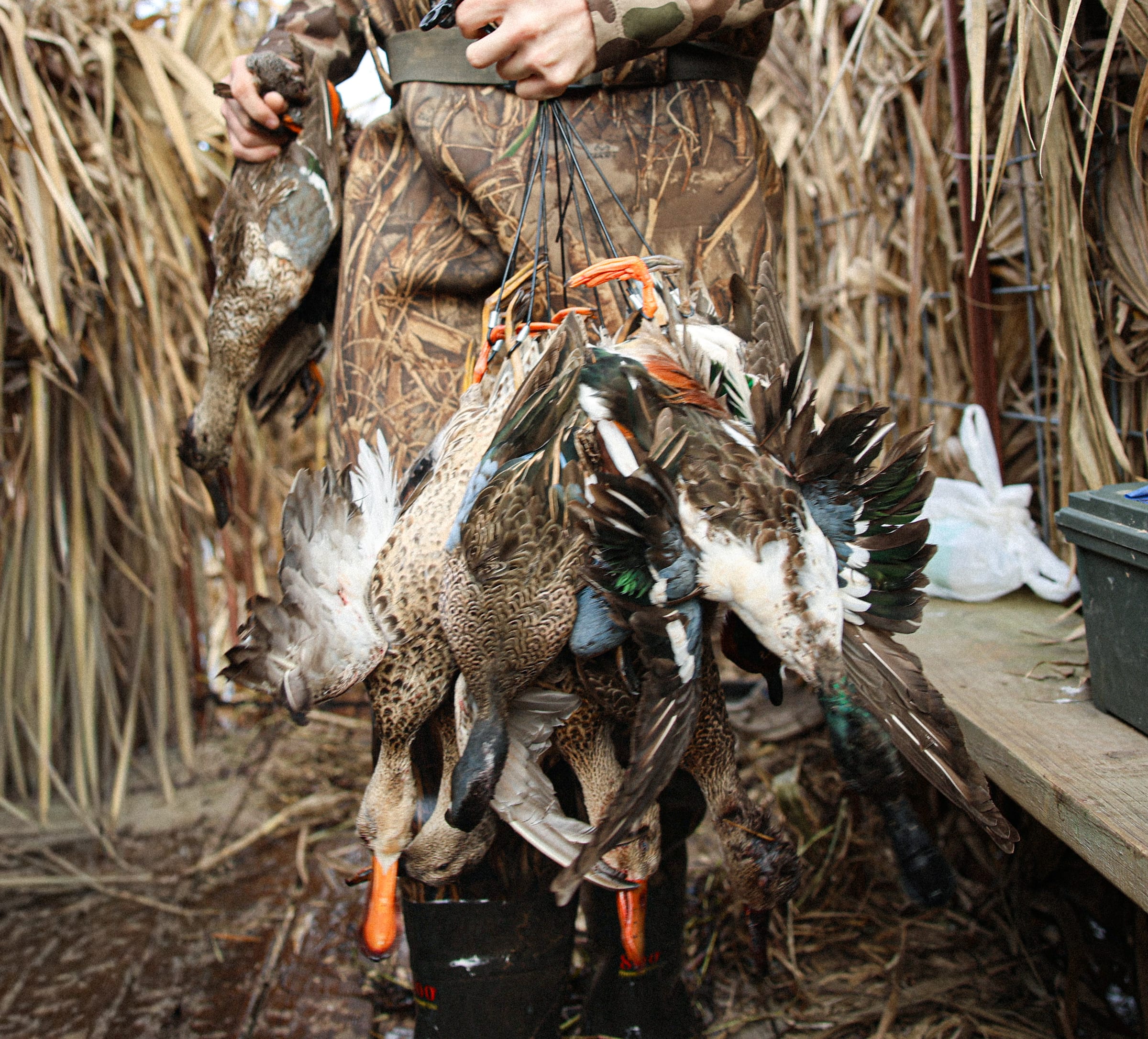 Teal duck in hand with strap visible