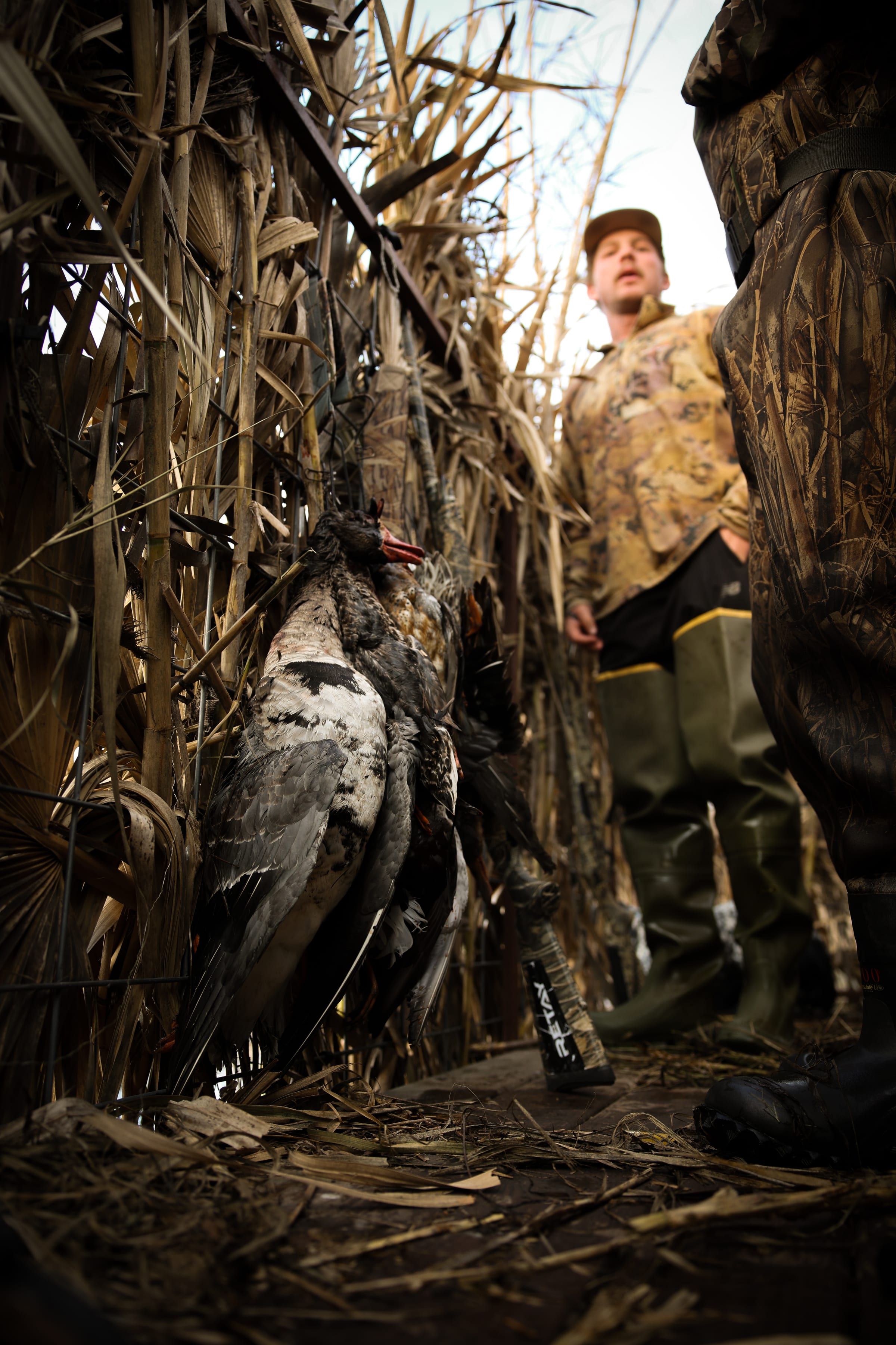 Muscovy duck hanging in front of hunting blind