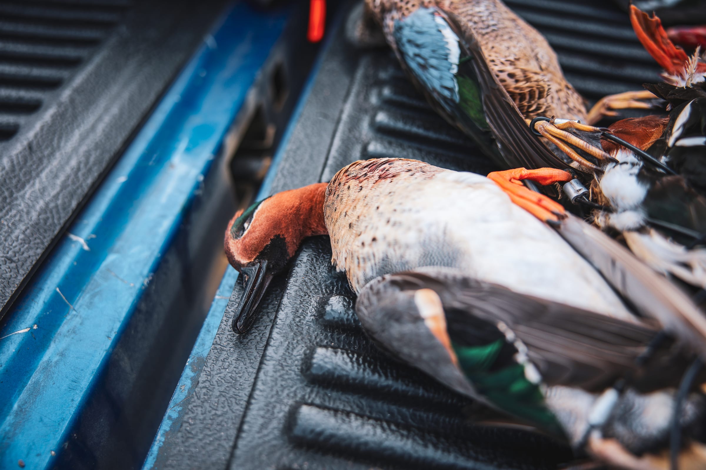 Teal ducks in truck bed